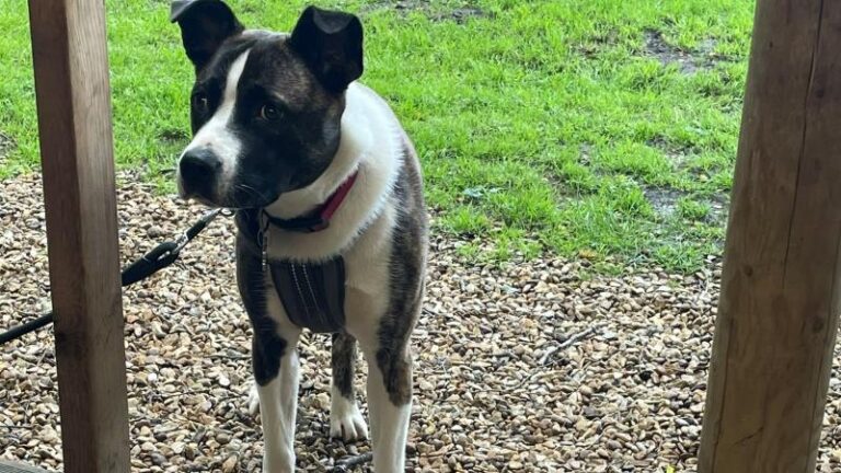 Brothers dog Star standing outside at Jacks at Woodlakes near King’s Lynn
